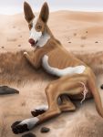  3:4 absurd_res animal_genitalia animal_pussy bestiality big_ears canid canine canine_pussy canis desert digital_drawing_(artwork) digital_media_(artwork) domestic_dog duo endosoma female feral genitals greyhound hi_res human human_on_feral hunting_dog ibizan_hound interspecies larger_female macro male male/female mammal mcro micro not_furry outside primitive_dog primitive_hunting_dog pussy sex sighthound size_difference skinny skinny_dog skinny_hound slim unbirthing vaginal vore 