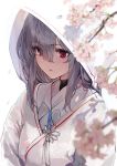  1girl absurdres alternate_costume arknights blush branch cherry_blossoms commentary eyebrows_visible_through_hair flower hair_between_eyes haruato highres hood japanese_clothes kimono lips long_hair parted_lips red_eyes silver_hair simple_background skadi_(arknights) solo uchikake upper_body white_background white_kimono 