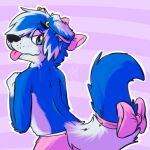 1:1 2017 absurd_res accessory anthro biped black_nose blep blue_body blue_ears blue_eyes blue_fur blue_hair blue_tail border_collie bow_ribbon canid canine canis clothed clothing collie colored_seam_underwear curled_tail dipstick_ears domestic_dog fur furgonomics gao_(gaokun) gaokun hair herding_dog hi_res male mammal multicolored_body multicolored_ears multicolored_fur multicolored_hair nervous pastoral_dog pink_clothing pink_underwear ribbons sheepdog solo tail tail_accessory tail_bow tail_ribbon tongue tongue_out two_tone_body two_tone_ears two_tone_fur two_tone_hair two_tone_tail underwear underwear_only white_body white_ears white_fur white_hair white_seam_underwear white_tail