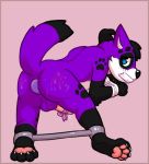  anthro bdsm bondage border bound canid canine canis domestic_dog elkhound genitals hands_tied legs_tied magicolored male mammal muzzle_(object) muzzled pawalo penis pet plug red_border slave spitz 