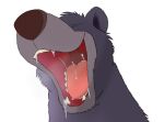 anthro baloo bear bodily_fluids close-up drooling eyes_closed hi_res jepjepjap185 male mammal open_mouth saliva simple_background smile solo teeth the_jungle_book throat tongue white_background