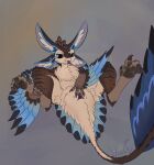 absurd_res alien animal_genitalia anthro avali avali_underfluffies avian blue_body cloaca exposed feathered_wings feathers female genitals hi_res lying on_back paws presenting presenting_cloaca seductive solo spread_cloaca spreading tail tail_feathers thyvixie wings