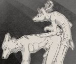  2020 all_fours anal anal_penetration anthro antlers athletic beastars black_and_white boxers_(clothing) butt canid canine canis cashmerekangaroo cervid cervine clothing digital_media_(artwork) doggystyle duo erection from_behind_position fur genitals greyscale hi_res horn legoshi_(beastars) louis_(beastars) male male/male male_penetrated male_penetrating male_penetrating_male mammal monochrome nude open_mouth penetration penis red_deer sex simple_background slim smile standing underwear wolf 