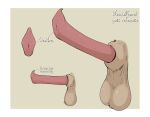  anatomically_correct animal_genitalia animal_penis balls delirost disembodied_penis erection genitals hi_res male mammal model_sheet mustela mustelid mustelid_penis musteline penis sheath solo urethra 