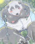  2020 4:5 anthro asian_clothing belly blush bulge clothed clothing dain_4201 east_asian_clothing fundoshi giant_panda hi_res japanese_clothing japanese_text kemono male mammal moobs navel nipples open_shirt overweight overweight_male pubes shirt sitting solo text topwear underwear undressing ursid 