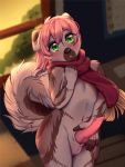  absurd_res anthro balls blush canid canine canis domestic_dog erection fingerless_(marking) fur genitals green_eyes hair hi_res knot littlepuppet male mammal multicolored_body multicolored_fur open_mouth penis pink_hair pink_knot pink_penis scarf scarf_only solo teeth young 