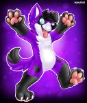  anthro black_hair canid canine canis claws domestic_dog elkhound fur hair happy male mammal one_eye_closed pawalo pawpads paws purple_body purple_fur raised_arm sephyfluff solo spitz tongue tongue_out wink 