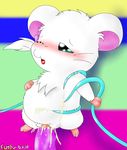  bijou curby hamtaro tagme 