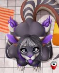  anthro areola beverage_can black_pupils blep breasts claws female fur grey_eyes grey_hair hair hi_res high-angle_view highlights_(coloring) kangaroo looking_at_viewer macropod mammal marsupial multicolored_ears nipples paintchaser pawpads pupils purple_areola purple_claws purple_highlights purple_inner_ear purple_nipples purple_nose purple_pawpads purple_tongue solo tongue tongue_out 