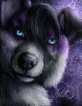  anthro artali-artist black_hair blue_eyes canid canine canis domestic_dog elkhound floppy_ears fur hair headshot headshot_portrait lightning male mammal pawalo portrait purple_body purple_fur solo spitz white_body white_fur 