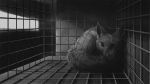  16:9 2020 ambiguous_gender cage canid canine feral fluffy fluffy_tail fox fur greyscale ipoke light lighting looking_at_viewer mammal monochrome solo whiskers widescreen 