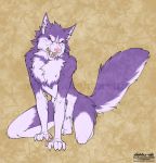  2020 5_fingers alishka ambiguous_gender anthro canid canine canis digital_media_(artwork) domestic_dog female fingers fur hi_res husky mammal multicolored_body multicolored_fur nordic_sled_dog open_mouth purple_body purple_fur solo spitz teeth toes tongue two_tone_body two_tone_fur 