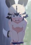  1girl african_wild_dog_(kemono_friends) animal_ear_fluff animal_ears bangs black_eyes black_hair blonde_hair blush breasts caught collarbone commentary dog_ears dog_tail eyebrows_visible_through_hair hair_between_eyes highres kemono_friends leaning_forward looking_at_viewer masuyama_ryou multicolored_hair nipples nude open_mouth outdoors protected_link short_hair shorts shorts_pull small_breasts solo tail two-tone_hair undressing 