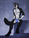  anthro black_body black_fur briefs bulge canid canine canis clothed clothing collar dalken fur looking_at_viewer male mammal purple_clothing purple_underwear raised_tail sitting smile solo topless tsaiwolf underwear white_body white_fur wolf yellow_eyes 