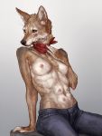  2020 anthro bottomwear breasts canid canine canis clothed clothing coyote female front_view fur gradient_background hi_res humanoid_hands koperyskril looking_away mammal multi_nipple neckerchief nipples pants pinup pose riley_(phazon-harbinger) simple_background sitting solo tan_body tan_fur topless 