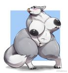  2019 anthro blue_eyes blush breasts canid canine canis countershading female fur genitals gillpanda grey_body grey_fur hand_on_breast hi_res looking_at_viewer mammal navel nipples nude overweight overweight_anthro overweight_female pussy simple_background solo standing thick_thighs tongue tongue_out white_countershading wide_hips wolf 
