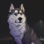 1:1 blue_eyes canid canine canis domestic_dog feral frisky fur grey_body grey_fur hi_res husky looking_away male mammal night nordic_sled_dog nude photo_background rehreh siberian_husky solo spitz white_body white_fur 