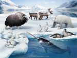  2020 aonikaart arctic_fox canid canine capreoline cervid day detailed_background digital_media_(artwork) flipper fox fur horn lagomorph leporid mammal marine norwal outside partially_submerged pinniped polar_bear rabbit reindeer seal sky ursid ursine white_body white_fur 