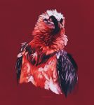  2017 accipitrid accipitriform ambiguous_gender artist_name avian beak bearded_vulture bird black_body black_feathers black_wings brown_beak digital_media_(artwork) feathered_wings feathers feral hi_res multicolored_body multicolored_feathers old_world_vulture red_background red_body red_feathers simple_background solo volinfer vulture white_body white_eyes white_feathers wings 