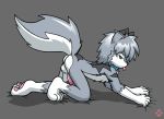  all_fours anthro balls biped blep blue_eyes bodily_fluids butt canid canine canis cheek_tuft chest_tuft claws collar cum erection facial_tuft fur genital_fluids genitals grey_body grey_fur hair humanoid_genitalia humanoid_penis looking_at_viewer male mammal multicolored_body multicolored_fur nude pawpads paws penis simple_background solo teenager tongue tongue_out tuft twotails white_body white_fur wolf young 