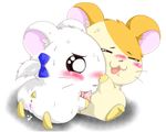  bijou hamtaro tagme 