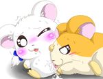  bijou hamtaro tagme 