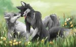  2014 absurd_res anthro arm_support black_nose blue_eyes brown_body brown_fur canid canine canis cheek_tuft detailed duo eyes_closed facial_tuft flower fluffy fluffy_tail fur grass grey_body grey_fur hi_res inner_ear_fluff male mammal neck_tuft nude outside plant snowfoxatheart tongue tongue_out tuft white_body white_fur widescreen wolf 