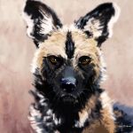  1:1 2016 african_wild_dog ambiguous_gender black_body black_fur black_nose brown_eyes canid canine feral fur hi_res looking_at_viewer mammal snowfoxatheart solo tan_body tan_fur whiskers white_body white_fur 