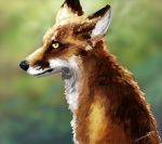  2014 absurd_res ambiguous_gender blurred_background brown_body brown_fur canid canine feral fox fur hi_res light lighting mammal signature snowfoxatheart solo white_body white_fur 