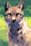  2016 ambiguous_gender black_nose brown_body brown_fur cheek_tuft facial_tuft felid feline feral fur hi_res light lighting looking_at_viewer lynx mammal portrait snowfoxatheart solo spots spotted_body spotted_fur tuft whiskers 