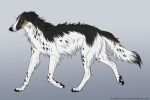  ambiguous_gender black_body black_fur borzoi canid canine canis domestic_dog feral fur heatherwolf hunting_dog male_(lore) mammal sighthound simple_background solo text url white_body white_fur 