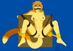  2019 anthro bdsm biped blue_background bondage bound breasts cougar felid feline female gag gagged genitals goliathcpg legs_tied mammal navel nipple_piercing nipple_ring nipples open_mouth piercing pussy ring_gag simple_background spread_legs spreading submissive submissive_anthro submissive_female tail_bondage 