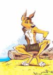  anthro bottomwear canid canine canis clothing dingo hi_res juneduck21 male mammal shorts sitting solo 