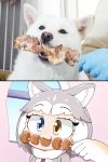  2girls animal_ear_fluff animal_ears blue_eyes commentary_request dog dog_(kemono_friends) dog_(mixed_breed)_(kemono_friends) dog_ears dog_girl eyebrows_visible_through_hair fangs food gloves grey_hair harness heterochromia highres japari_bun kabob kemono_friends meat multicolored_hair multiple_girls nanatidayo photo-referenced solo_focus two-tone_hair white_hair yellow_eyes 