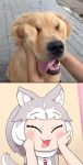  1girl animal_ears blush closed commentary_request dog dog_(mixed_breed)_(kemono_friends) dog_ears dog_girl dog_tail eyebrows eyebrows_visible_through_hair eyes fangs fur golden_retriever harness highres kemono_friends multicolored_hair nanatidayo photo-referenced reference_photo tail tongue tongue_out two-tone_hair 