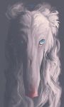  2018 ambiguous_gender blue_eyes borzoi canid canine canis digital_media_(artwork) domestic_dog feral fur headshot_portrait hi_res hunting_dog looking_at_viewer mammal portrait sighthound volinfer white_body white_fur 