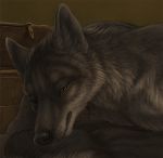 2020 black_nose brown_eyes canid canine canis detailed_background digital_media_(artwork) fur grey_body grey_fur mammal rukis solo wolf 