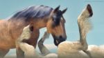  3d_(artwork) 3d_animation 69_position animal_genitalia animal_penis animated balls beach digital_media_(artwork) duo equid equine equine_penis erection fellatio feral feral_on_feral genitals horse male male/male male_penetrated mammal oral outside penetration penile penis sand seaside sex sex_on_the_beach short_playtime sky sucking trioami260 