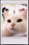  animal_focus bao_(league_of_legends) cat commentary english_commentary faux_traditional_media highres kai&#039;sa league_of_legends official_art photobomb seraphine_(league_of_legends) soft_focus the_baddest_kai&#039;sa white_cat 