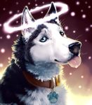  &lt;3 2020 black_body black_fur black_nose blep bust_portrait canid canine canis collar danji-isthmus digital_media_(artwork) domestic_dog female feral fur gradient_background halo heterochromia hi_res husky looking_at_viewer mammal multicolored_body multicolored_fur nordic_sled_dog pink_tongue portrait signature simple_background snow snowing solo spitz tongue tongue_out two_tone_body two_tone_fur white_body white_fur 