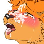  1:1 alpha_channel anthro blush bodily_fluids bukkake canid canine canis chilliad_(oc) cum cum_in_mouth cum_inside cum_on_face digital_media_(artwork)2020 dingo fur genital_fluids half-closed_eyes looking_pleasured low_res male mammal narrowed_eyes open_mouth orange_body orange_eyes orange_fur simple_background solo tears teeth transparent_background xentinel 