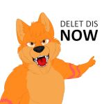  1:1 2020 alpha_channel angry anthro canid canine canis chilliad_(oc) digital_drawing_(artwork) digital_media_(artwork) dingo fur gesture hair khramchee looking_at_viewer male mammal meme open_mouth orange_body orange_eyes orange_fur pointing simple_background solo teeth text tongue transparent_background yelling 