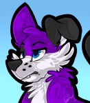  angry anthro black_ears black_nose blue_eyes canid canine canis domestic_dog elkhound floppy_ears fur grumpy male mammal pawalo purple_body purple_fur shyshyoctavia solo spitz teeth white_body white_fur 