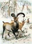 1898 19th_century 2_horns absurd_res ancient_art balls barely_visible_balls barely_visible_genitalia black_body black_fur black_nose bovid branch brown_body brown_fur caprine curved_horn duo_focus eating fur genitals goat grass group hi_res hooves horizontal_pupils horn ibex joseph_wolf mammal multicolored_body multicolored_fur nature nature_background plant pupils pyrenean_ibex quadruped scut_tail short_tail snout snow standing tail traditional_media_(artwork) tree walking white_body white_fur yellow_sclera