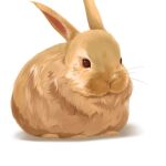 anchon animal animal_focus brown_fur lowres no_humans original rabbit simple_background whiskers white_background 