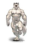  2020 4_toes animal_genitalia anthro balls big_muscles black_claws black_hair black_nipples black_nose black_pawpads black_penis black_sclera blue_eyes bodily_fluids canid canine canis claws fur genital_fluids genitals hair hi_res looking_at_viewer male mammal muscular muscular_anthro muscular_male nightterror nipples nude pawpads penis precum sheath simple_background solo standing toes veiny_muscles white_background white_body white_fur wolf 