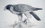  ambiguous_gender avian bird detailed falcon falconid feral graphite_(artwork) pencil_(artwork) peregrine_falcon realistic solo traditional_media_(artwork) wildartguy 