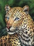  ambiguous_gender bisanti blue_eyes felid feral fur leopard mammal pantherine pastel_(artwork) realistic solo traditional_media_(artwork) whiskers yellow_body yellow_fur 