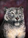  bisanti felid feral fur grey_body grey_fur hi_res mammal pantherine pastel_(artwork) realistic snow_leopard solo traditional_media_(artwork) whiskers 