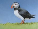  4:3 alcid ambiguous_gender avian bird black_eyes chandlerwildlifeart feral grass lari oil_painting_(artwork) outside painting_(artwork) puffin solo traditional_media_(artwork) 